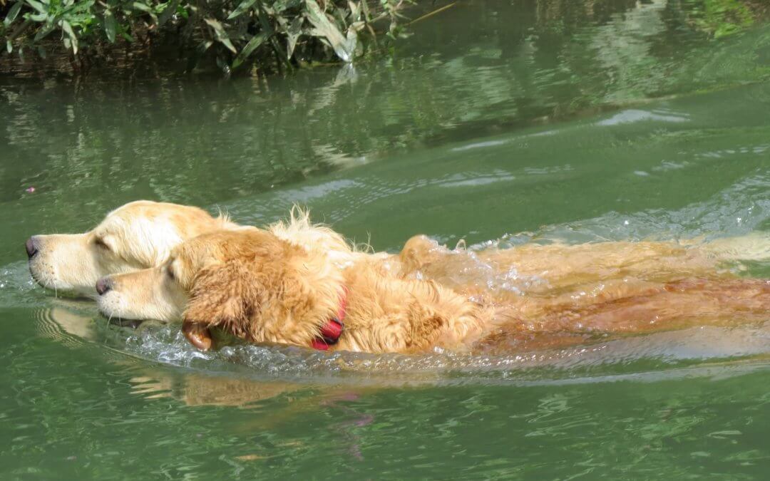 Looking After Your Dogs in Hot Weather